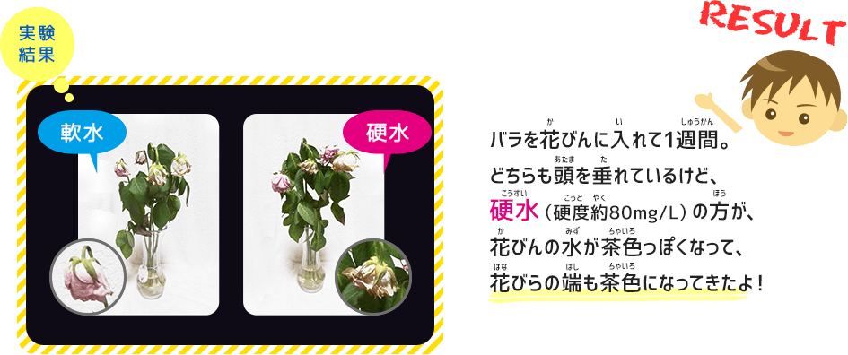 実験結果　軟水と硬水のみを使用した場合　バラを花びんに入れて1週間。どちらも頭を垂れているけど、硬水（硬度約80mg/L）の方が、花びんの水が茶色っぽくなって、花びらの端も茶色になってきたよ！