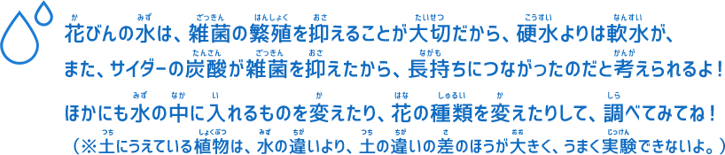 花びんの水は、雑菌の繁殖を抑えることが大切だから、硬水よりは軟水が、また、サイダーの炭酸が雑菌を抑えたから、長持ちにつながったのだと考えられるよ！ほかにも水の中に入れるものを変えたり、花の種類を変えたりして、調べてみてね！（※土にうえている植物は、水の違いより、土の違いの差のほうが大きく、うまく実験できないよ。）