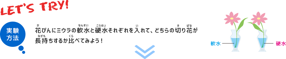 実験方法　花びんにミウラの軟水と硬水それぞれを入れて、どちらの切り花が長持ちするか比べてみよう！